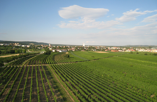 Winzerkirtag in Kleinhflein bei Eisenstadt, 2008!
